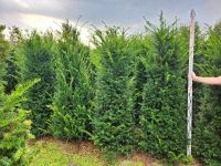 180-200cm Taxus baccata