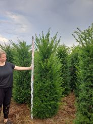 Taxus baccata 2 Meter