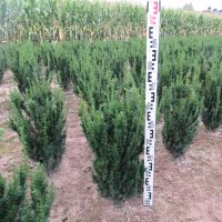 Bechereibe Taxus media Hillii
