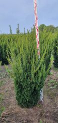 Taxus media 'Hillii' 140-160cm mit Ballen