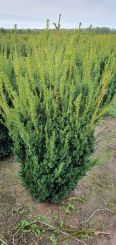Taxus media 'Hillii' 120-140cm mit Ballen
