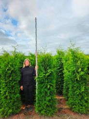 Thuja rabant hoogte 2 meter