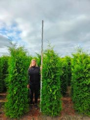 Lebensbaum Brabant 200-225cm Heckenqualität Extra