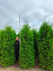 Hoge wintergroene conifeer van 2,75 meter hoogte. Thuja Brabant