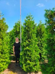 Lebensbaum Brabant 3 Meter hoch 