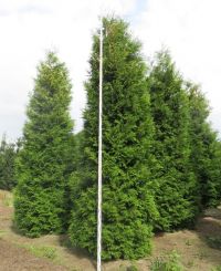 Lebensbaum Brabant 500-550cm mit Ballen