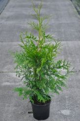 Thuja Brabant Lebensbaum