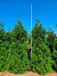 Lebensbaum dunkelgrun Martin 4 a 5 Meter hoch