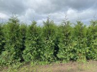 Dunkelgrüne Lebensbaum 225-250cm Heckenqualität Extra 3xV