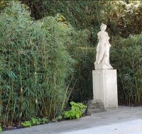 Fargesia robusta 'Campbell'