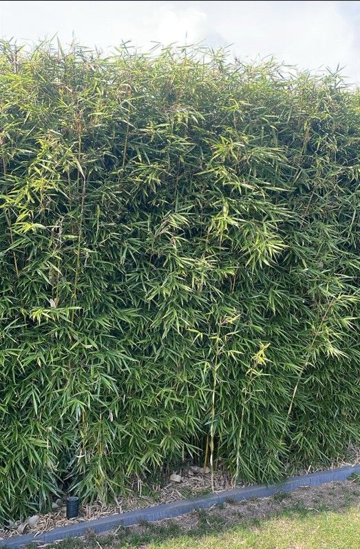 Bambus ohne Auslufer >200cm kaufen bei Hohe Hecken