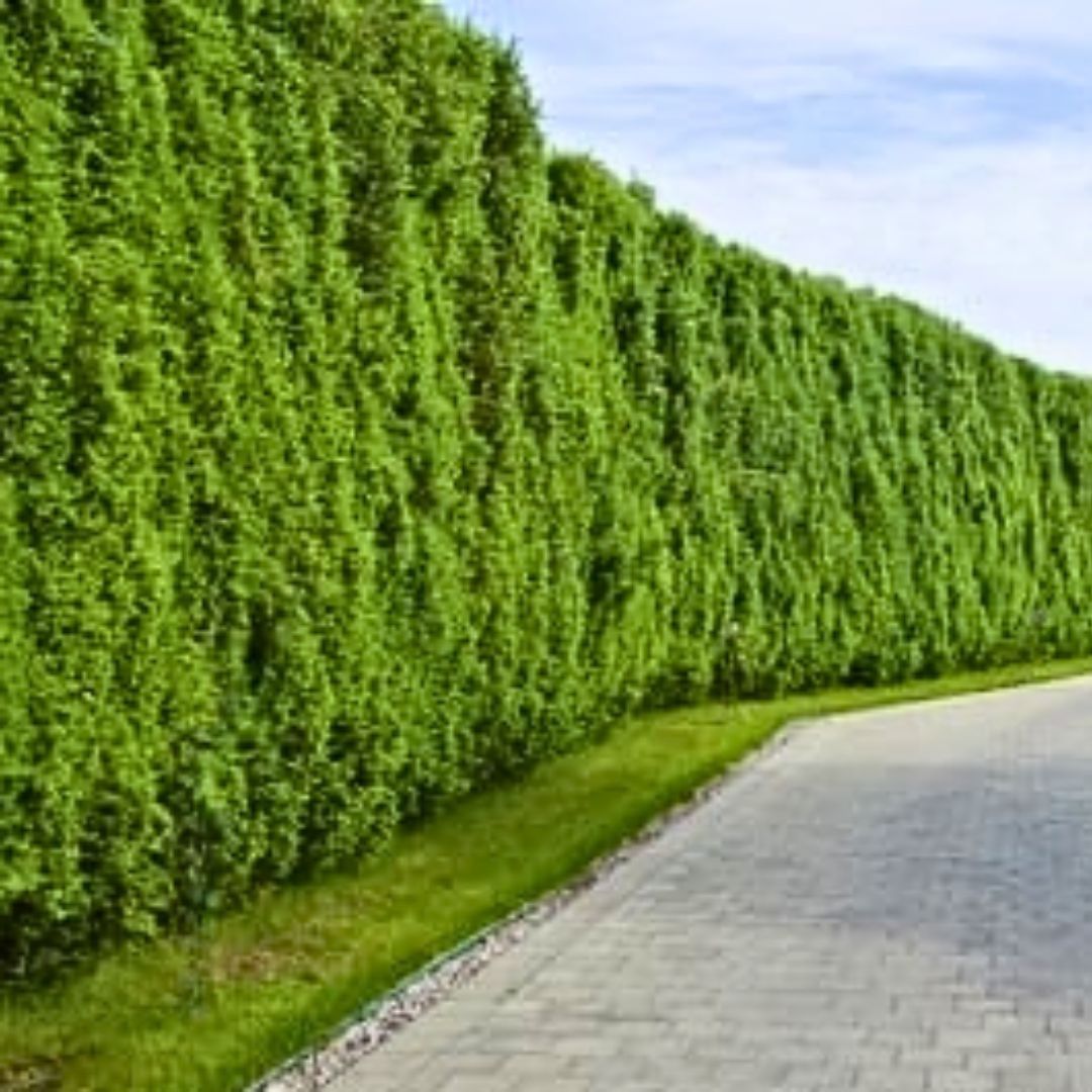 Hohe Thuja Brabant kaufen | Hohe Hecken