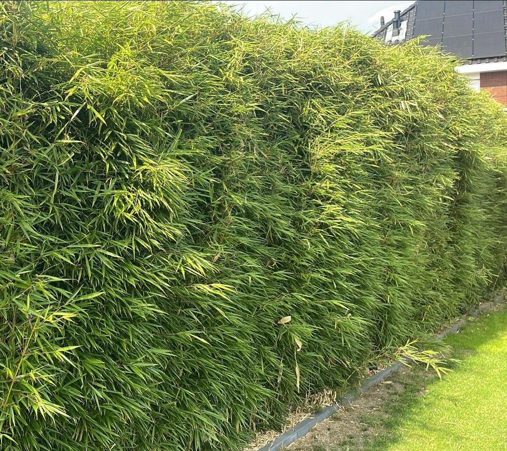 bananenpflanze berlin Musa Basjoo Winterharte Banane 100-140 cm Bananenpflanze winterfest schnell  wachsend Gartenpalme
