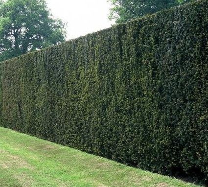 thuja plicata whipcord kaufen Thuja p. 'Whipcord' #3 24