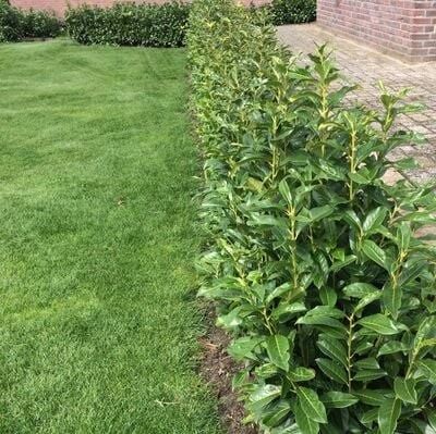 Kirschlorbeer Elly kaufen | Prunus laurocerasus Elly | Hohe Hecken