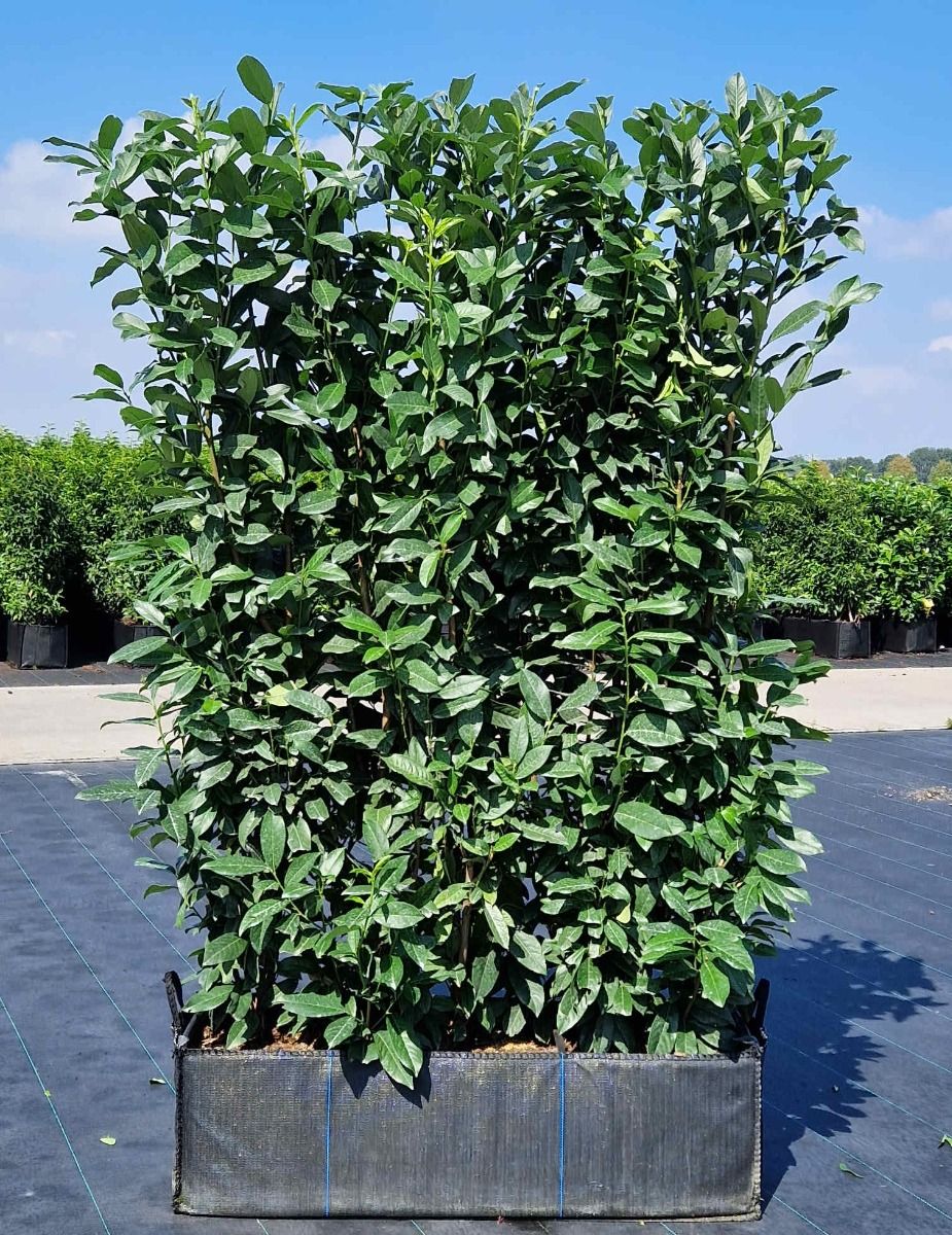 Kirschlorbeer Genolia Fertighecke kaufen | Prunus laurocerasus Genolia |  Hohe Hecken