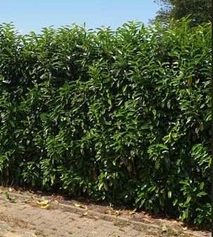 Kirschlorbeer Genolia kaufen | Prunus laurocerasus Genolia | Hohe Hecken