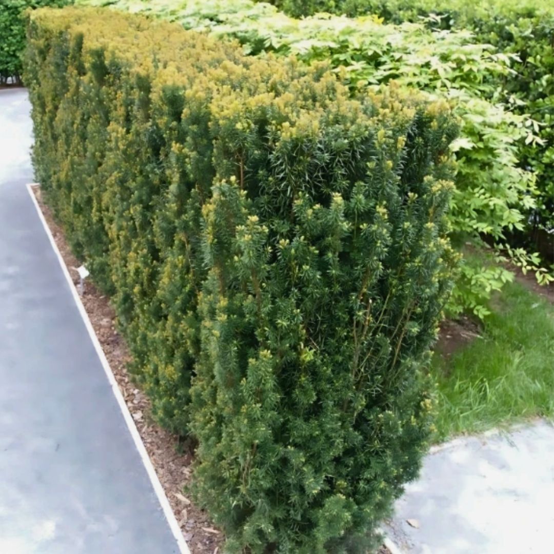 Taxus kaufen bei Hohe Hecken