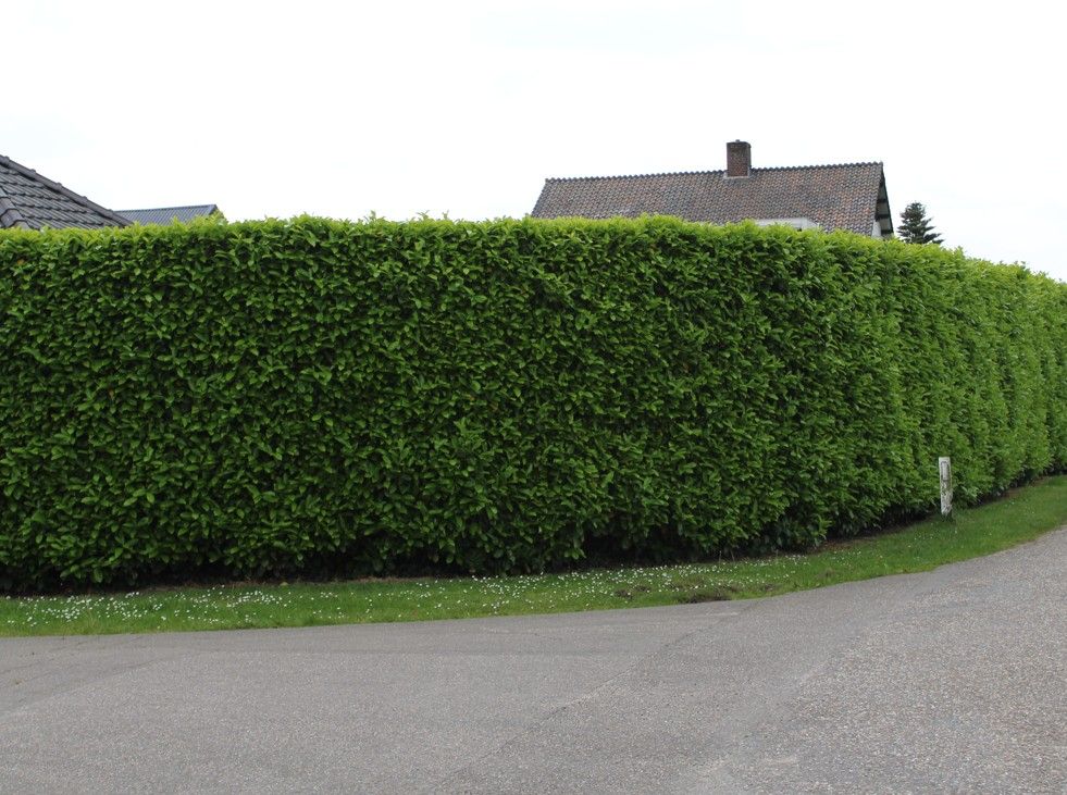Kirschlorbeer Novita kaufen | Prunus laurocerasus Novita | Hohe Hecken