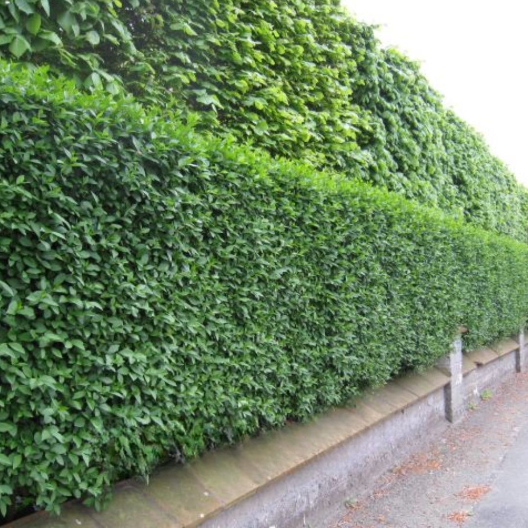 Heckenliguster kaufen | Ligustrum ovalifolium | Hohe Hecken