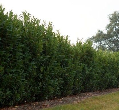 Kirschlorbeer Elly kaufen | Prunus laurocerasus Elly | Hohe Hecken