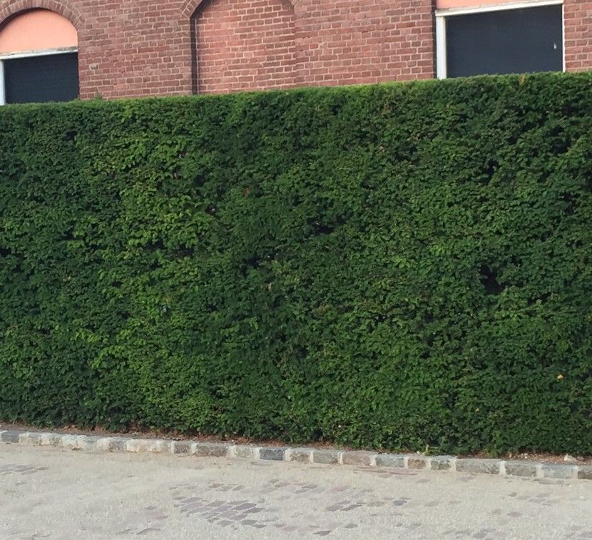 Hohe Taxus baccata kaufen | Hohe Hecken