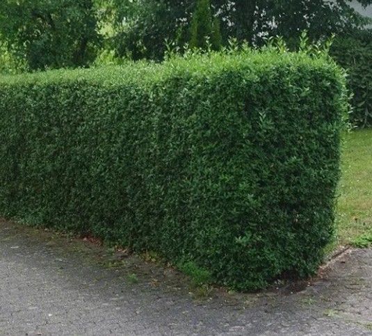 Heckenliguster kaufen | Ligustrum ovalifolium | Hohe Hecken