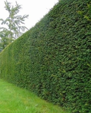 Eibe kaufen | Taxus baccata | Hohe Hecken