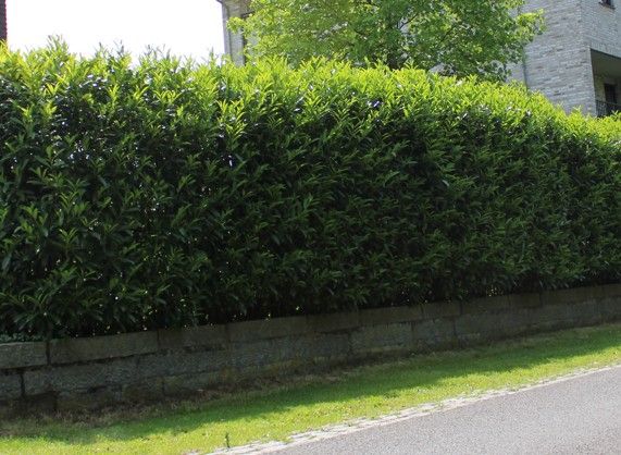 Kirschlorbeer Caucasica kaufen | Prunus laurocerasus Caucasica | Hohe Hecken