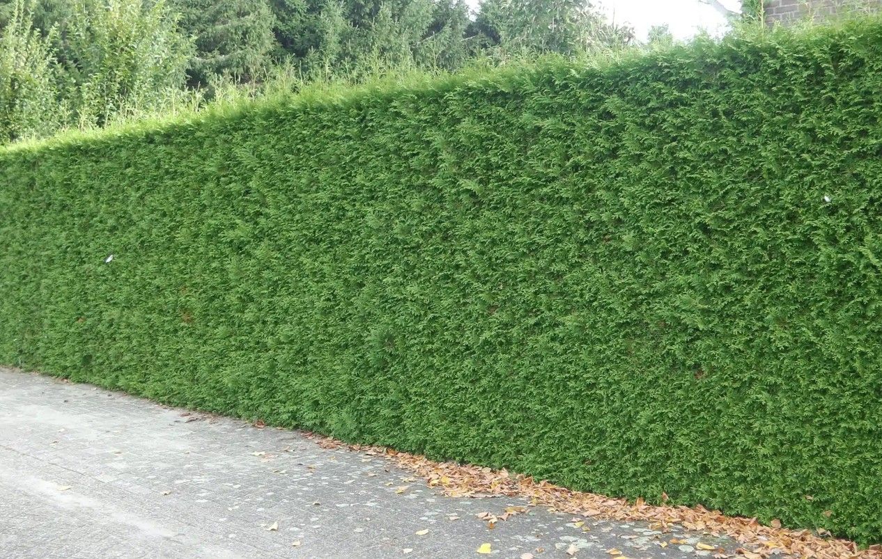 Thuja Atrovirens kaufen bei Hohe Hecken
