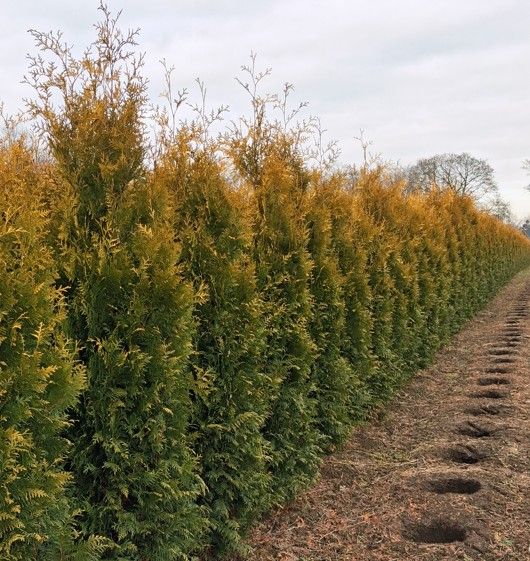 Thuja Golden Brabant kaufen | Thuja occidentalis Golden Brabant | Hohe  Hecken