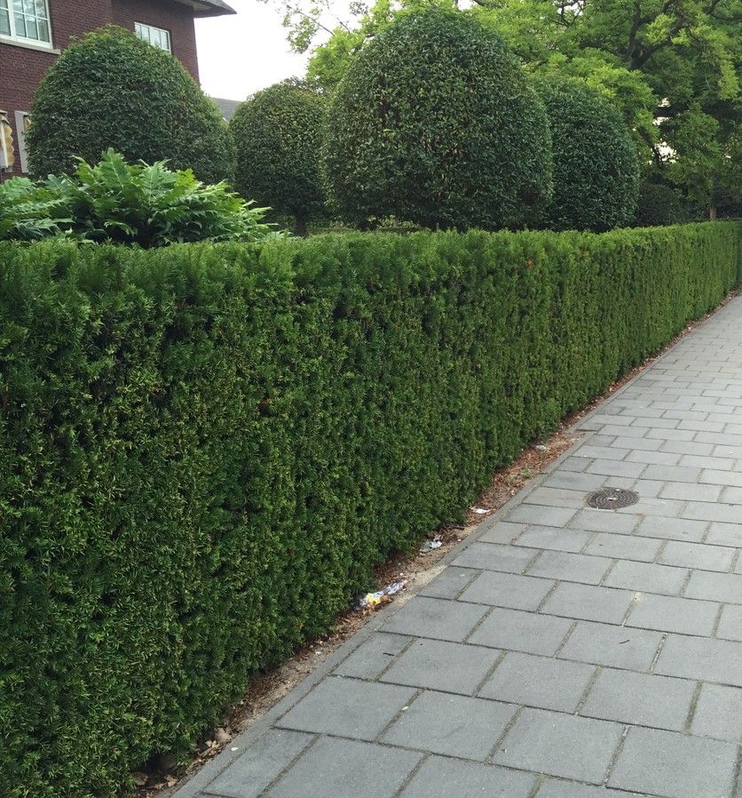 Eibe kaufen | Taxus baccata | Hohe Hecken