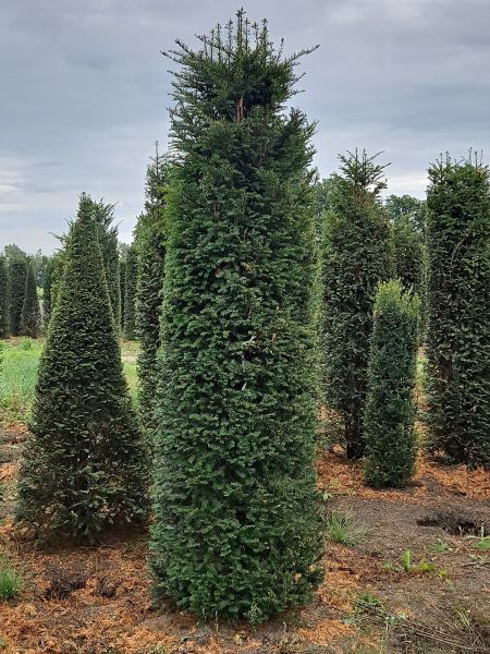 Eibe kaufen | Taxus baccata | Hohe Hecken