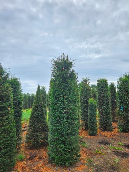 Eibe kaufen | Taxus baccata | Hohe Hecken