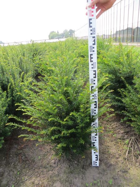 Eibe kaufen | Taxus baccata | Hohe Hecken