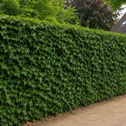 Hedera Hibernica 100-125cm - Topf 1L main product photo