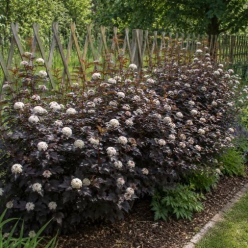 Physocarpus opulifolius 'Diabolo' 150-175cm - Ballen main product photo