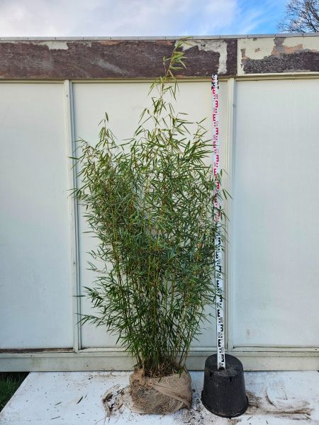 Bambus Campbell kaufen | Fargesia robusta Campbell | Hohe Hecken