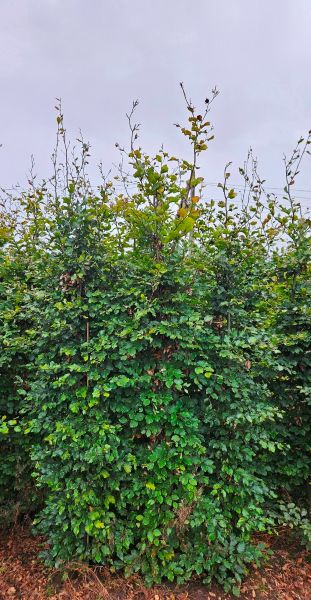 Rotbuche 225-250cm mit Ballen main product photo