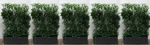 Kirschlorbeer Genolia Fertighecke kaufen | Prunus laurocerasus Genolia |  Hohe Hecken