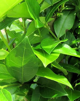 philodendron xanadu golden ARMG-PHILODENDRON 'GOLDEN XANADU' 5