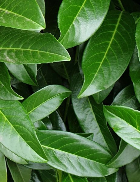 Kirschlorbeer Genolia Fertighecke kaufen | Prunus laurocerasus Genolia |  Hohe Hecken
