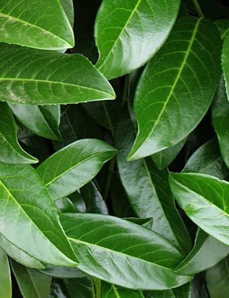 Kirschlorbeer Genolia kaufen | Prunus laurocerasus Genolia | Hohe Hecken