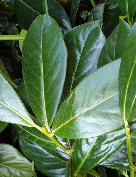 Kirschlorbeer Novita kaufen | Prunus laurocerasus Novita | Hohe Hecken