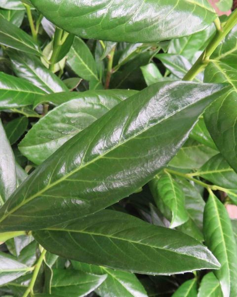monstera im schlafzimmer Kombi-Angebot | Monstera Pertusum XL inkl. Elho Vibes Fold Round main image 0