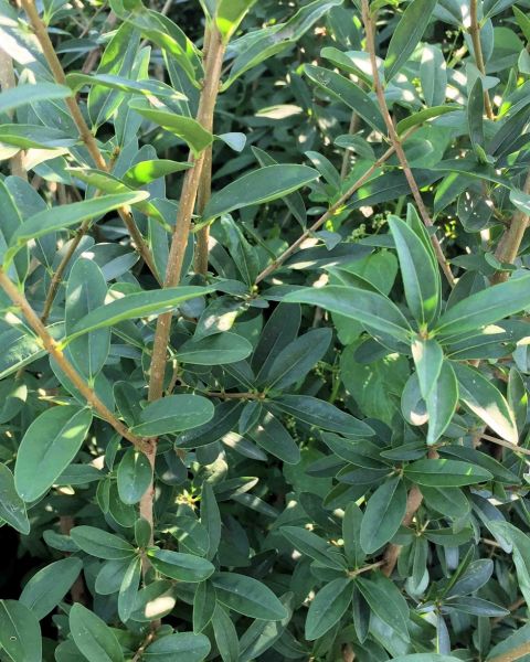 Liguster Atrovirens kaufen | Ligustrum vulgare Atrovirens | Hohe Hecken