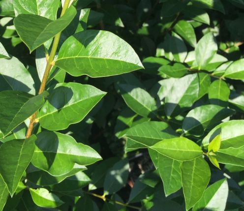 Heckenliguster kaufen | Ligustrum ovalifolium | Hohe Hecken