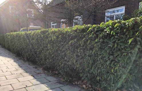 Portugiesischer Kirschlorbeer kaufen | Prunus lusitanica Angustifolia |  Hohe Hecken