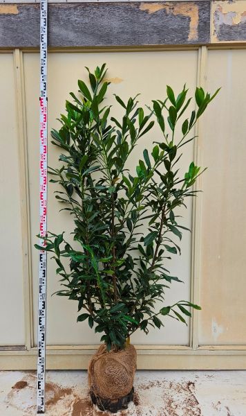 Kirschlorbeer Caucasica kaufen | Prunus laurocerasus Caucasica | Hohe Hecken