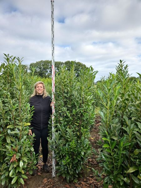 Kirschlorbeer Genolia kaufen | Prunus laurocerasus Genolia | Hohe Hecken